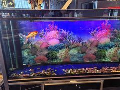 -中环花鸟鱼虫市场