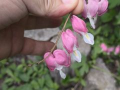 -黑龙江省森林植物园