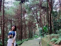 -铁山坪森林公园