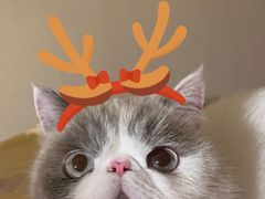 -叮叮猫咪生活馆