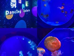 -海合安青岛极地海洋公园