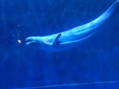 -芜湖新华联大白鲸海洋公园