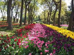 -上海鲜花港