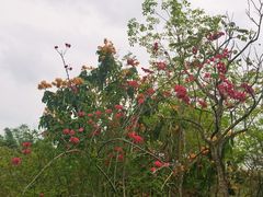 -大屏嶂森林公园