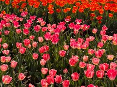 -玄武湖景区-情侣园游乐场