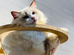 -momokira米努特·德文卷毛猫·棉花面纱犬