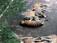 -大连森林动物园