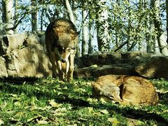 -北京野生动物园