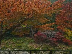 -岚山嵯峨野观光小火车