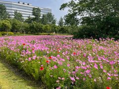 -春花秋色城市公园