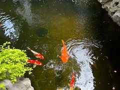 -鲤院·新中式美学·庭院餐厅(夫子庙店)
