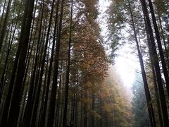 -山王坪喀斯特国家生态公园