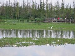-白鹭湾湿地公园