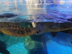 -烟台海昌鲸鲨海洋公园