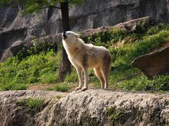 -杭州野生动物世界