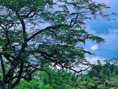 -中国科学院西双版纳热带植物园