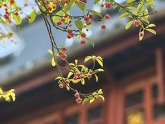 -东山雕花楼