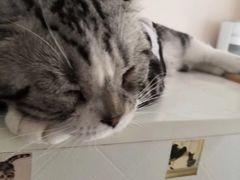 -有猫儿腻咖啡厅.猫咖