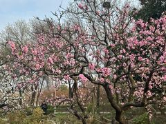 -洛阳市隋唐城遗址植物园