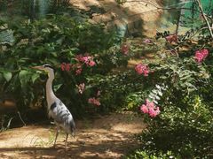 -西霞口神雕山野生动物世界