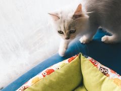 -猫咖时代(中山亭店)