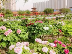 -曹州百花园