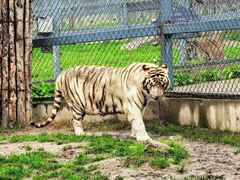 -横道河子东北虎林园
