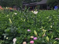 -保利石象湖景区