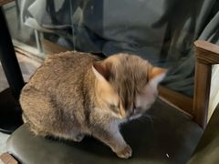 -猫爪屋猫咖(乐汇城店)