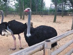 -大连森林动物园