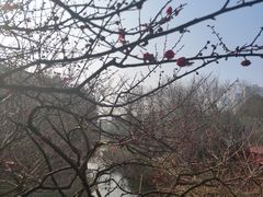 -青枫公园