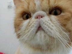 -瑞鹏宠物医院·骨科·猫科·内科(第一中心)