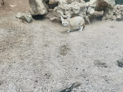 -昆明动物园