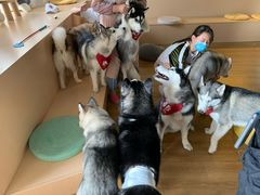 -Husky Go! 哈士奇体验馆·宠物咖啡厅狗咖