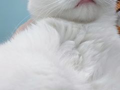 -纳吉亚猫专科动物医院·北北分院