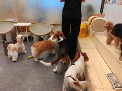 -有喵·猫咖·狗咖·30几只猫10只小狗(岗厦店)