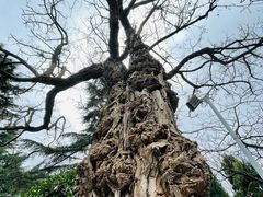 -湛山寺