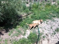 -新疆天山野生动物园