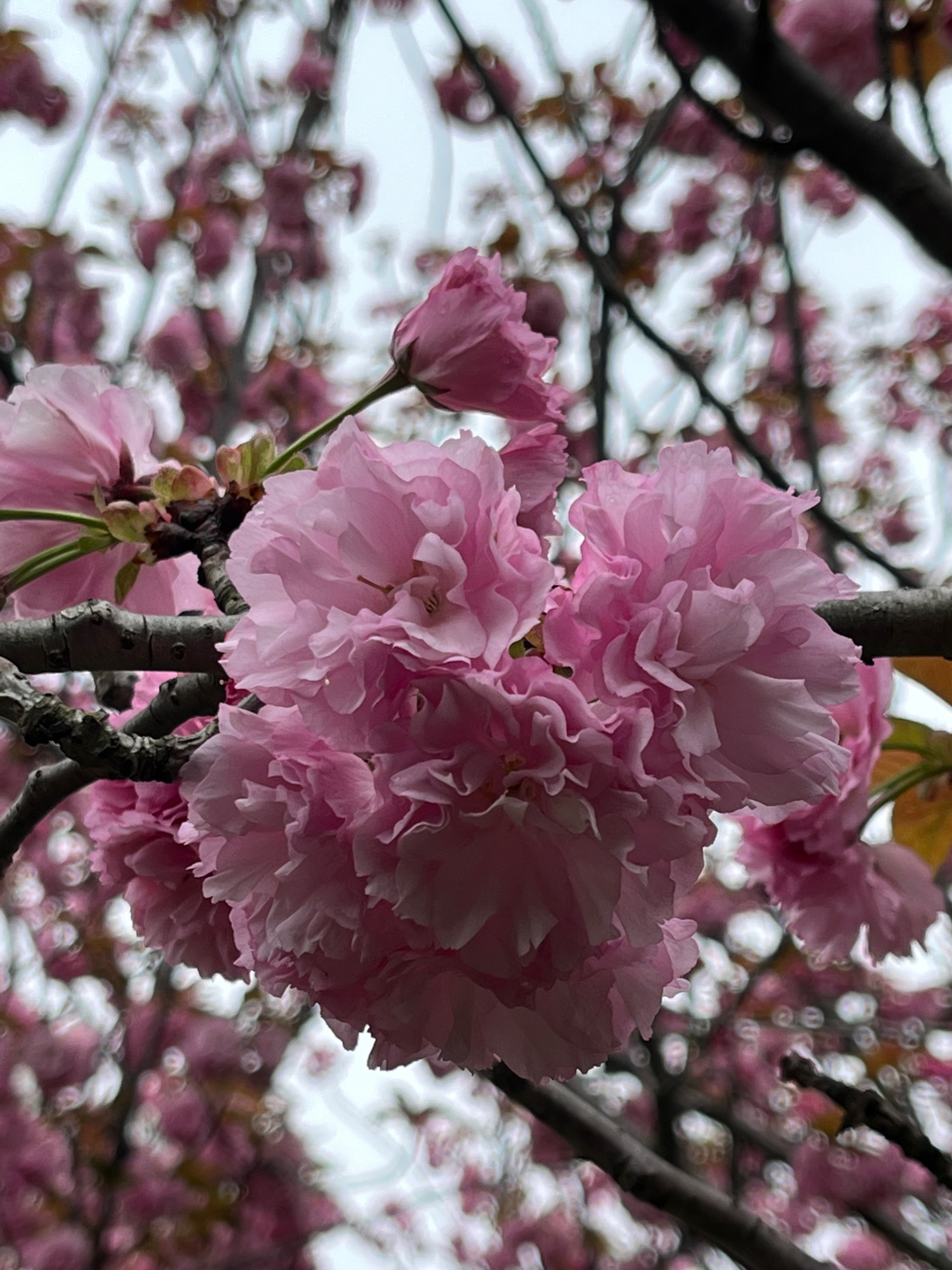 高东樱花图片