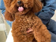 -瑞鹏宠物医院·超声·骨科·奇麟分院(蜀都万达店)