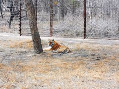 -北京野生动物园
