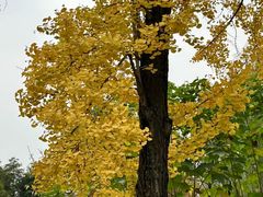 -成都市活水公园