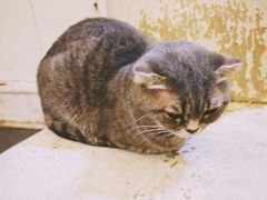 -猫色咖啡·猫咖