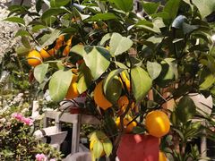-双季花艺园艺市场(浦东店)