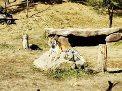 -沈阳森林动物园