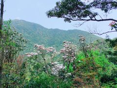 -梧桐山风景名胜区