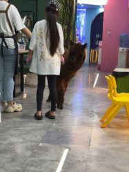 -神奇动物撸宠馆·羊驼·小浣熊·异宠(豫园店)
