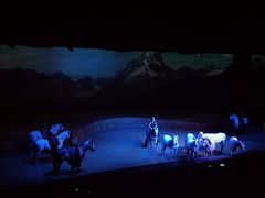 -cavalia·舞马