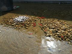 -梧桐餐厅(泉城路店)