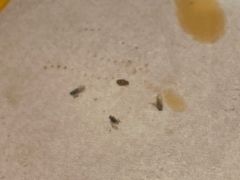 -满盆红龙虾(开发区店)